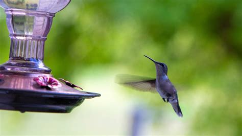 Homemade Nectar For Hummingbirds Recipe With Only 2 Basic Ingredients