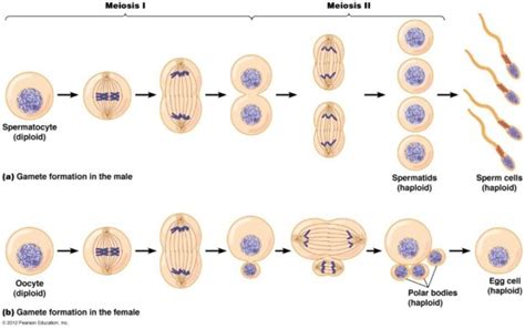 Scb Lab Mitosis And Meiosis Natural Sciences Open Educational Resources