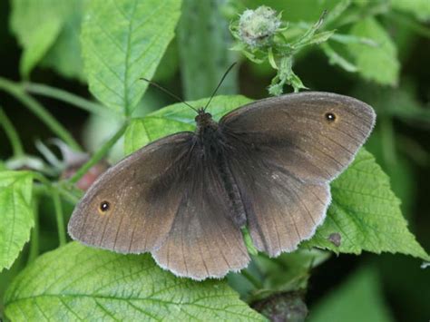 Meadow Brown Maleupperwing Butterfly Conservation