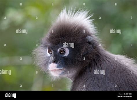Spectacled Langur Monkey Stock Photo Alamy