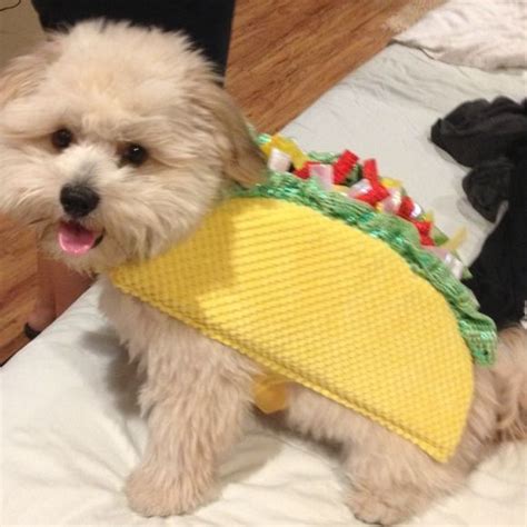 Pin On Cute Dog Costumes