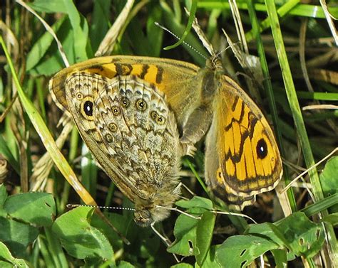 Wall Brown Butterfly Hoe Grange Quarry