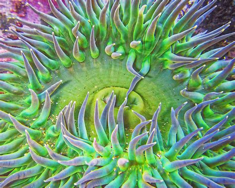 It Isnt Easy Being Green Giant Green Sea Anemone Photograph By Kj