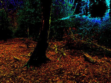 Psychedelic Night Forest Trees In Highgate Woods 592 Photograph By