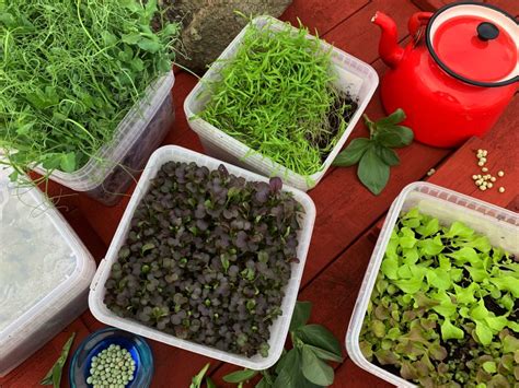 Guide Grow Pea Shoots Indoors Saras Kitchen Garden