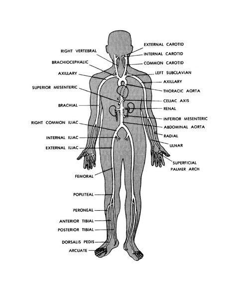 This chart is helpful in identifying the. Simple Human Anatomy Diagram . Simple Human Anatomy ...