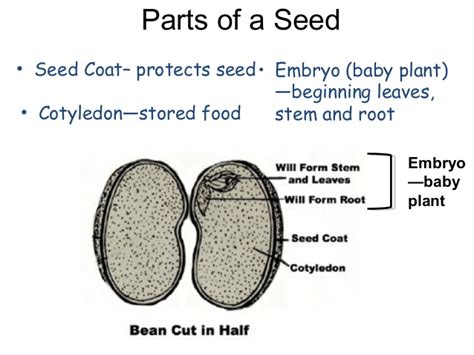 Describe The Structure And Function Of A Seed