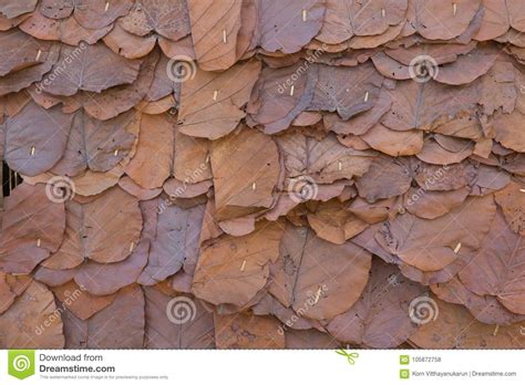 Dried Leaf Wall Or Roof Texture Stock Photo Image Of Home Pattern