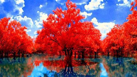 Red Autumn Trees With Reflection On Lake During Daytime Under Cloudy Blue Sky Hd Nature