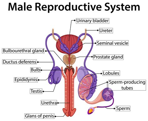 Chart Showing Male Reproductive System 414065 Vector Art At Vecteezy