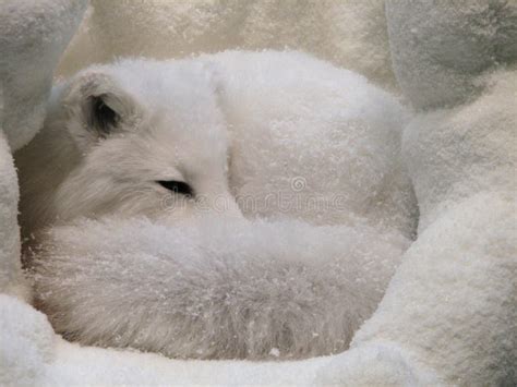Arctic Fox Curled Up In His Snowy Den Stock Photo Image Of Candid