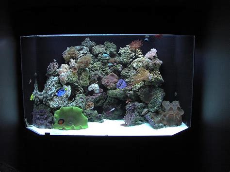 Photo 5 125 Gal Corner Pentagon Reef Tank