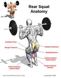 Leg muscles can be tough to build up, because they're already so strong from daily use. 100 Female and male muscle anatomy ideas | muscle anatomy ...