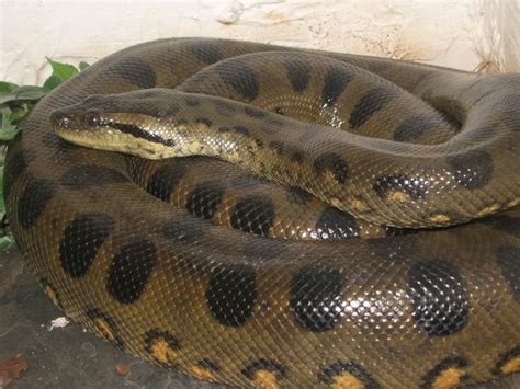 26 Best Images About Anacondas On Pinterest Snakes Python And Tropical