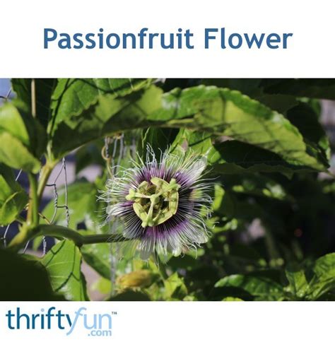 Passionfruit Flower Thriftyfun