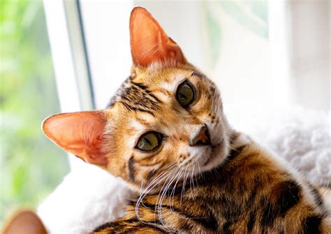 10 Things You Never Knew About Your Cats Firstvet