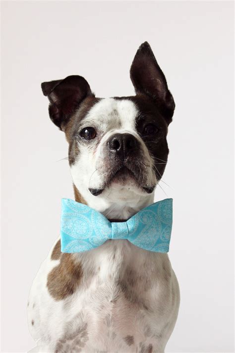 Blue Paisley Dog Bow-tie Dog Collar Accessories Wedding