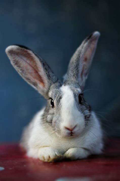 Free Image On Pixabay Bunny Rabbit Animal Pet Hare Rabbit