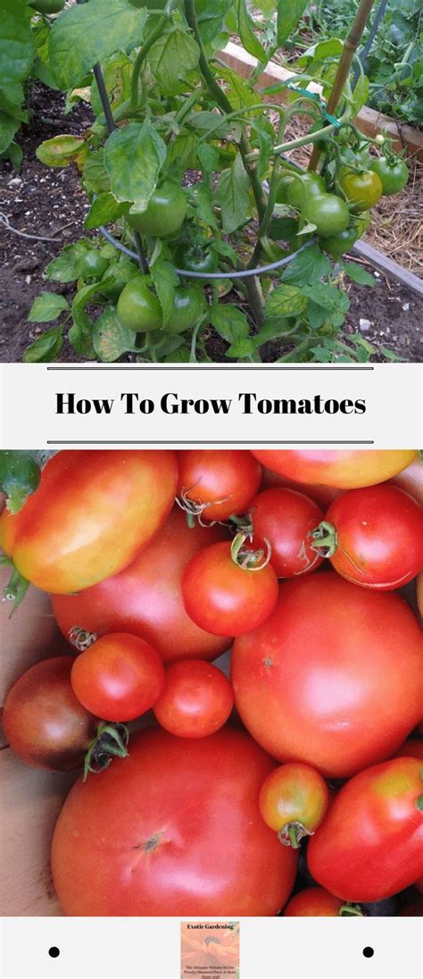 How To Grow Tomatoes Exotic Gardening