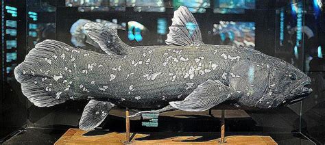 Meet Coelacanth A Living Fish Thought To Be Extinct Prehistoric