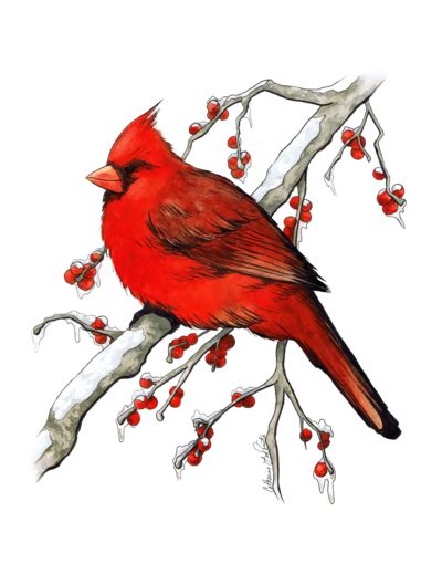 Image Winter Cardinal Watercolor And Ink Painting By Luthienshadows