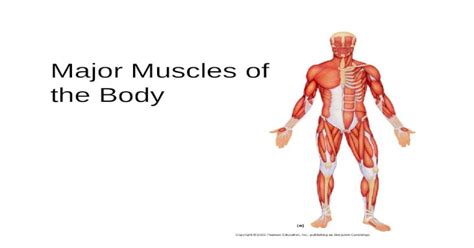 Major Muscles Of The Body Interactions Of Skeletal Muscles Muscles Can