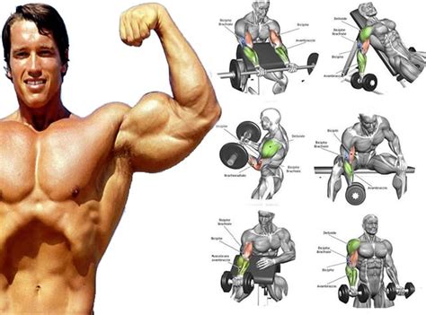 Know About The Best Bicep Exercises Available
