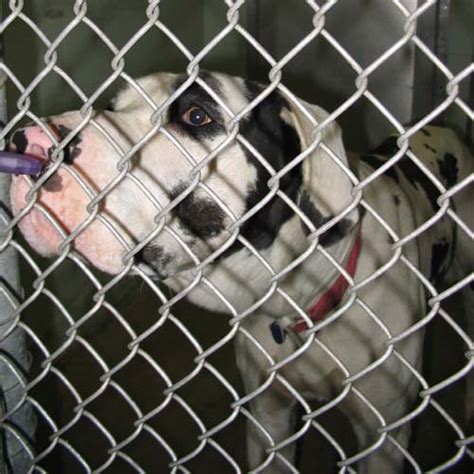 Even two days is unacceptable. Great Dane Rescue of Tampa Bay, Inc. - Puppy Mill Rescues
