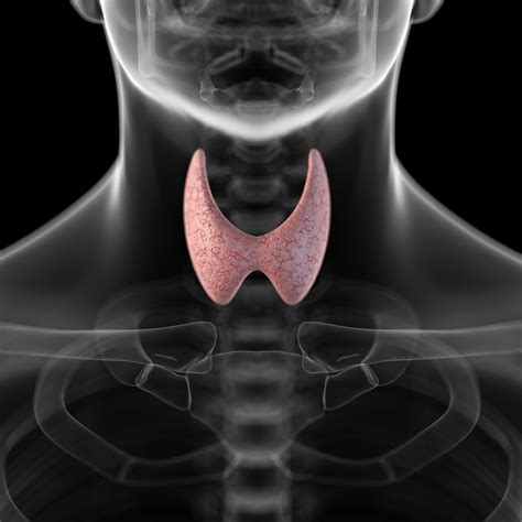 How The Thyroid Gland Functions