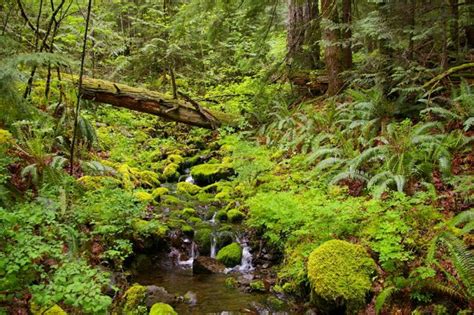 Casey Creek Crossing Hiking In Portland Oregon And Washington
