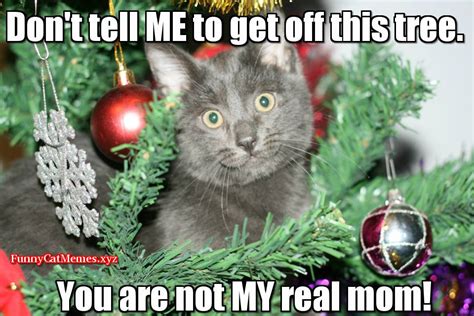 Find and save cat in a tree memes | from instagram, facebook, tumblr, twitter & more. Funny Cat In Christmas Tree! - Funny Cat Christmas MEME