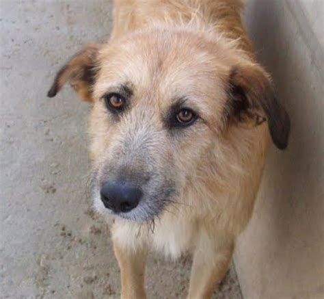 Apoyo animal para los animales indefensos. Esperanza Animal: Finales Felices: Astuto