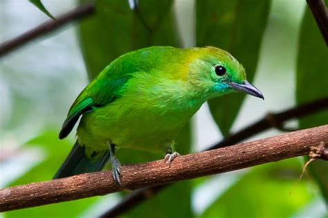 The Blue Winged Leafbird Chloropsis Cochinchinensis Flickr