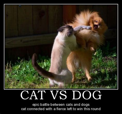 25 More Funny Dog And Cat Demotivational Signs Dogtime