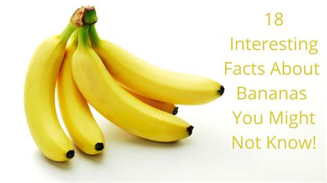 18 Interesting Facts About Bananas You Might Not Know Health Yeah Life