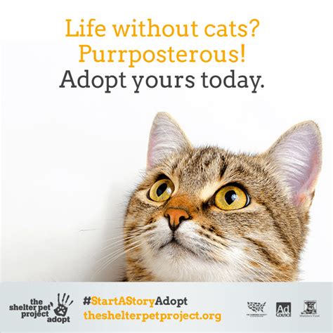 22 Clever Cat Adoption Ad Campaigns Cats Pet Adoption Adoption