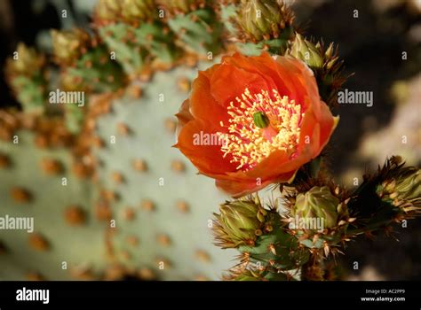 Prickly Pear Cactus Arizona High Resolution Stock Photography And