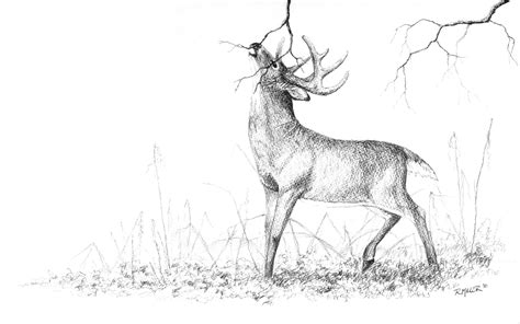 Pencil Drawing Of Deer At Getdrawings Free Download