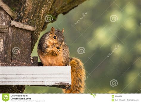 Mischievous Red Squirrel Stealing His Lunch Stock Photo Image Of Dwelling Mischievous