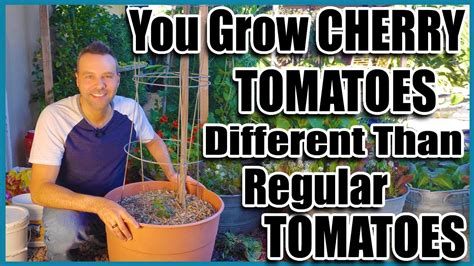 Grow Cherry Tomatoes In A Container Youtube