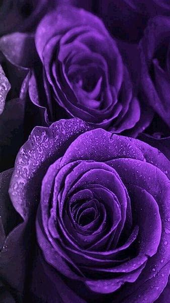 Purple Roses Pics Wallpapers
