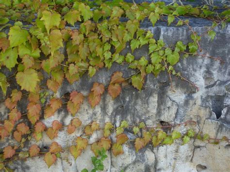 1080p Free Download Creeping Vine Along Rock Wall Creeping Vine