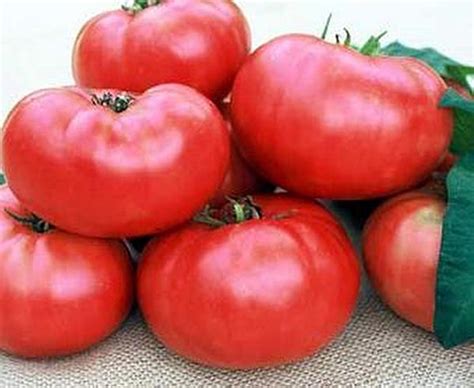 Mariannas Peace Heirloom Tomato Seed