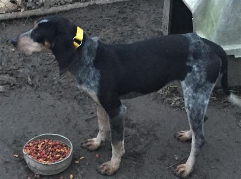Contact billings bluetick coonhound breeders near you using our free bluetick coonhound breeder search tool below! Bluetick Coonhound Puppies For Sale | Lexington, KY #129786