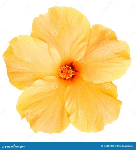 Hawaiian Yellow Hibiscus Isolated On White Stock Image Image Of