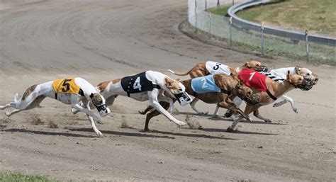 Everything You Need To Know About The Future Of Greyhound Racing In The