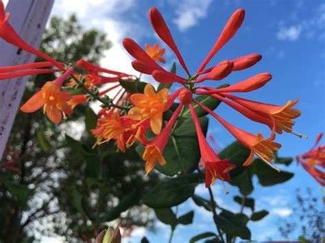 Whats Doing The Blooming Honeysuckle Vine Knechts Nurseries