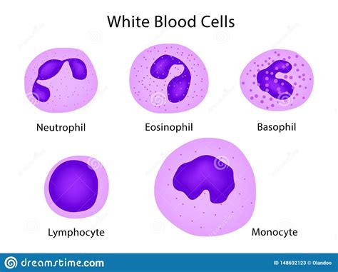 Types Of White Blood Cells Stock Vector Illustration Of Lymphocyte