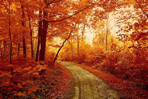 Forest Autumn Orange Wallpapers Wallpaper Cave