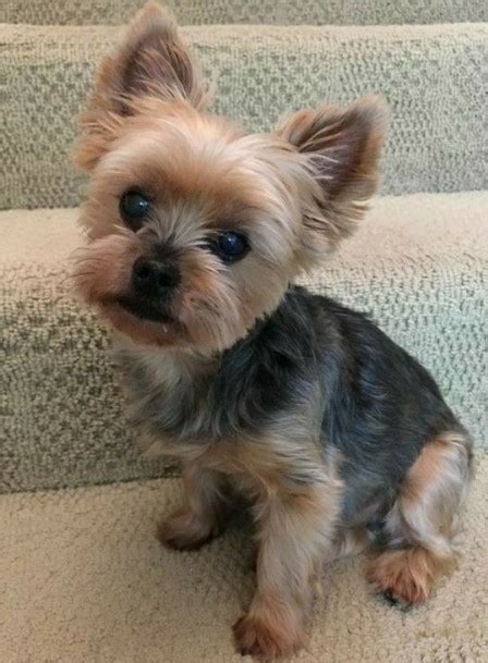 30 Best Morkie Haircuts 2023 Guide Female Morkie Haircuts